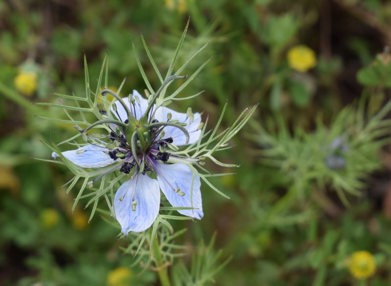 Che pianta ?   Nigella damascena (Ranunculaceae)