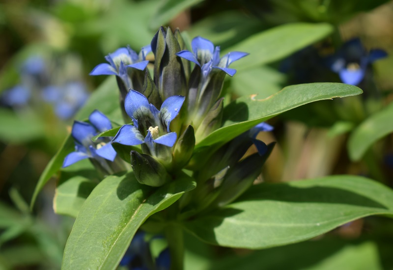 Gentiana cruciata / Genziana minore