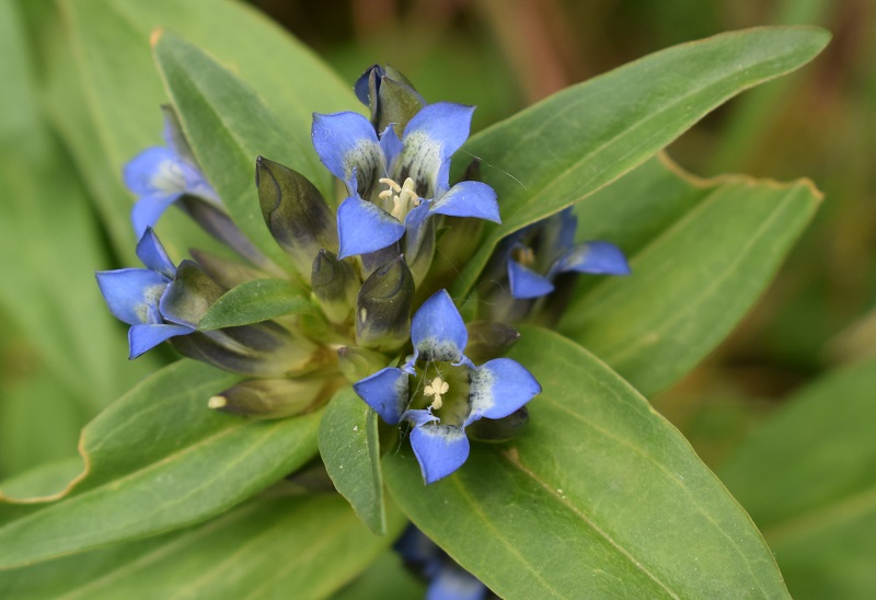 Gentiana cruciata / Genziana minore