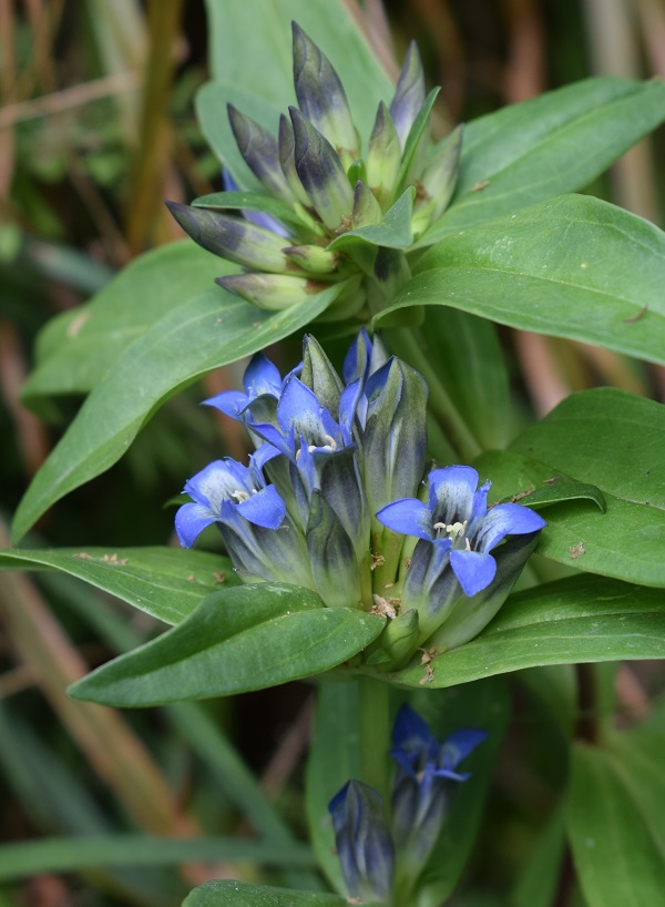 Gentiana cruciata / Genziana minore