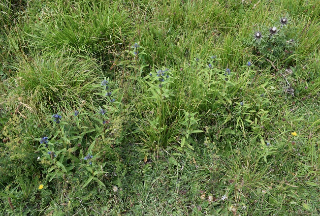 Gentiana cruciata / Genziana minore