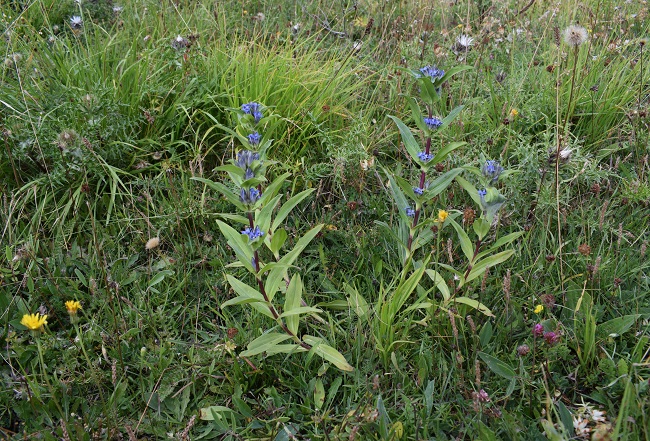 Gentiana cruciata / Genziana minore