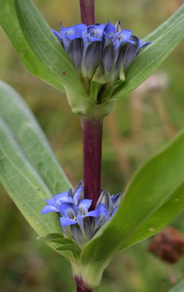 Gentiana cruciata / Genziana minore