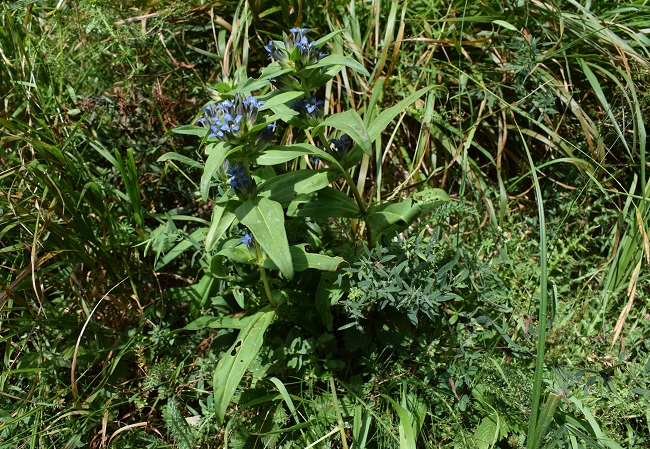 Gentiana cruciata / Genziana minore