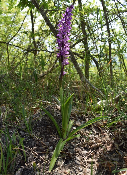 Orchidee tra Oramala e Vallassa (Oltrep Pavese)