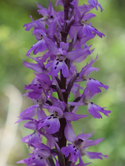 Orchidee tra Oramala e Vallassa (Oltrep Pavese)