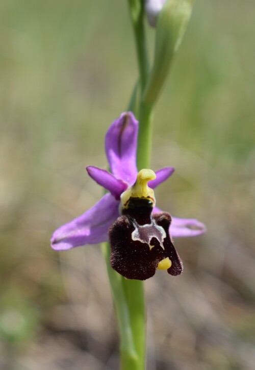 Orchidee tra Oramala e Vallassa (Oltrep Pavese)