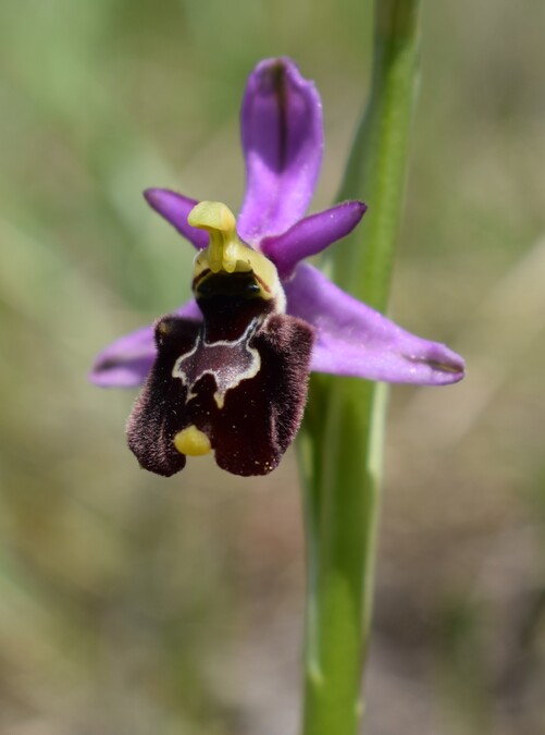 Orchidee tra Oramala e Vallassa (Oltrep Pavese)