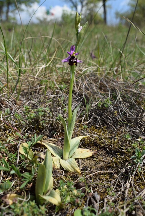 Orchidee tra Oramala e Vallassa (Oltrep Pavese)