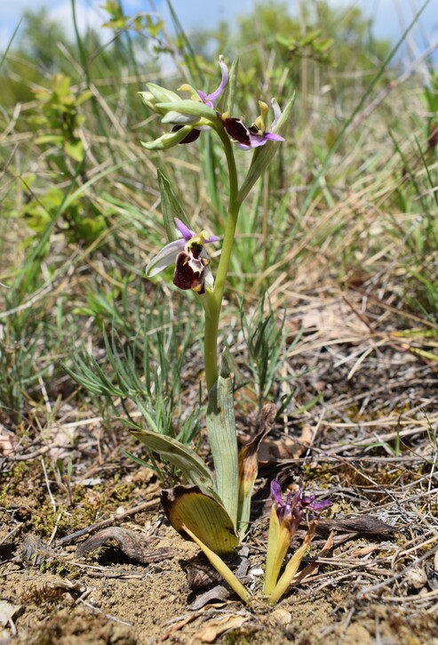 Orchidee tra Oramala e Vallassa (Oltrep Pavese)