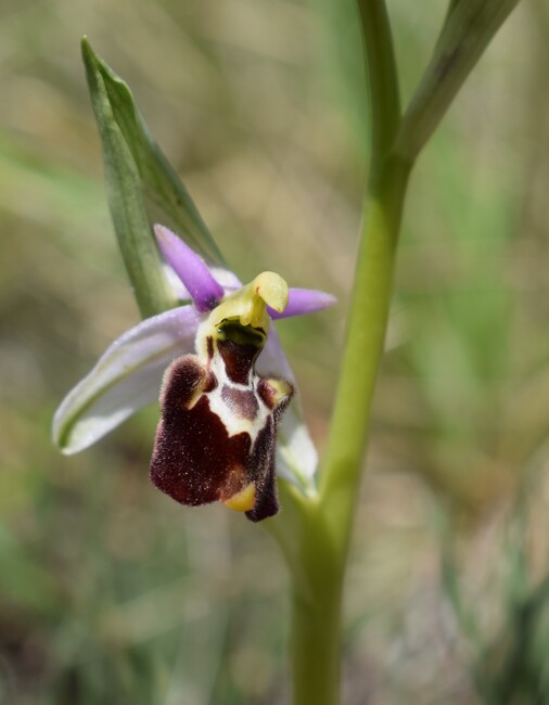 Orchidee tra Oramala e Vallassa (Oltrep Pavese)