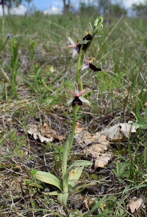 Orchidee tra Oramala e Vallassa (Oltrep Pavese)