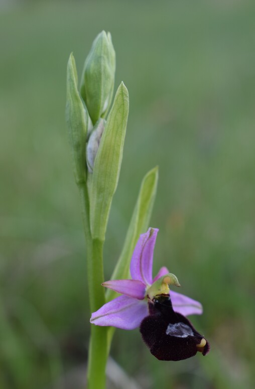 Orchidee tra Oramala e Vallassa (Oltrep Pavese)