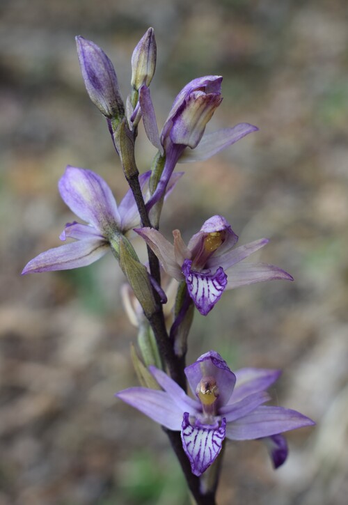 Orchidee tra Oramala e Vallassa (Oltrep Pavese)