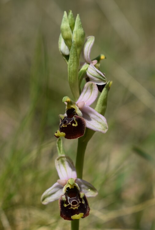 Orchidee tra Oramala e Vallassa (Oltrep Pavese)