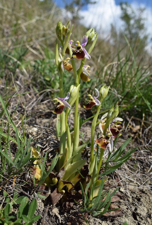 Orchidee tra Oramala e Vallassa (Oltrep Pavese)