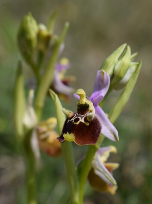 Orchidee tra Oramala e Vallassa (Oltrep Pavese)