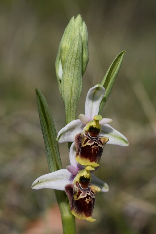 Orchidee tra Oramala e Vallassa (Oltrep Pavese)