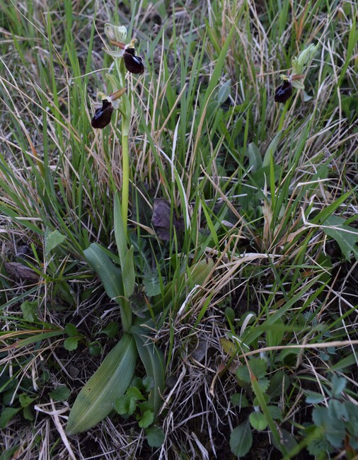 Ophrys benacensis  Ophrys sphegodes nell''incanto di Montisola