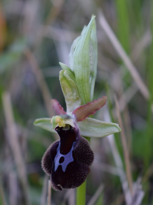 Ophrys benacensis  Ophrys sphegodes nell''incanto di Montisola