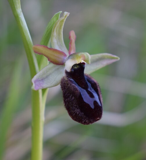 Ophrys benacensis  Ophrys sphegodes nell''incanto di Montisola