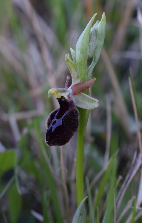 Ophrys benacensis  Ophrys sphegodes nell''incanto di Montisola