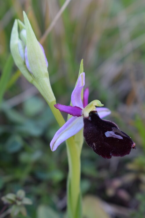 Ophrys benacensis  Ophrys sphegodes nell''incanto di Montisola