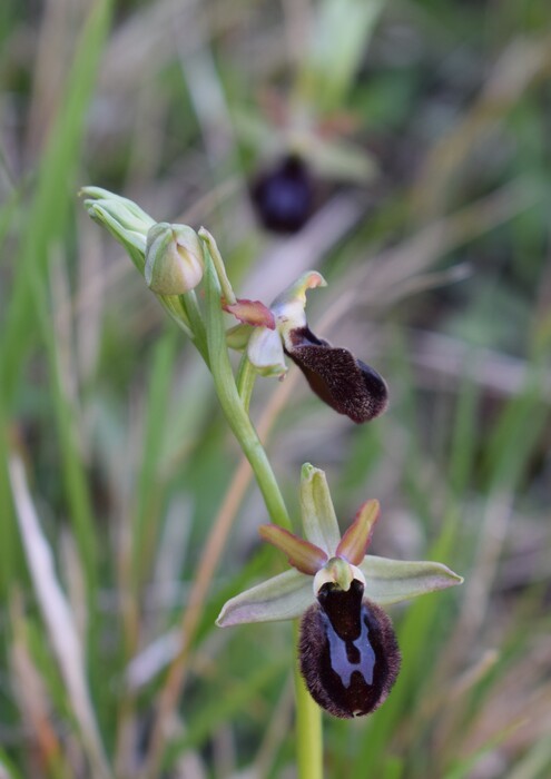 Ophrys benacensis  Ophrys sphegodes nell''incanto di Montisola