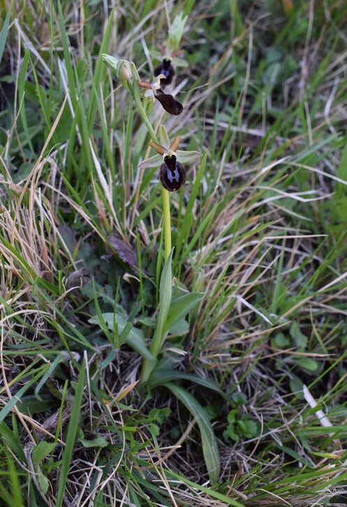 Ophrys benacensis  Ophrys sphegodes nell''incanto di Montisola