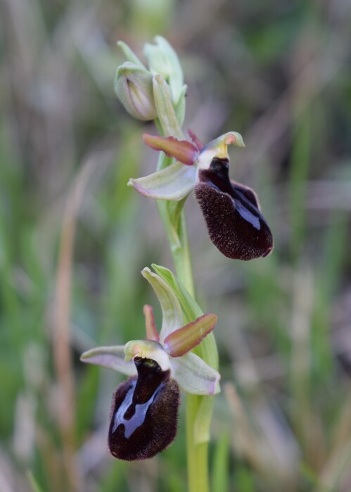 Ophrys benacensis  Ophrys sphegodes nell''incanto di Montisola