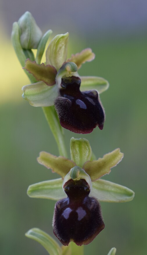 Ophrys benacensis  Ophrys sphegodes nell''incanto di Montisola