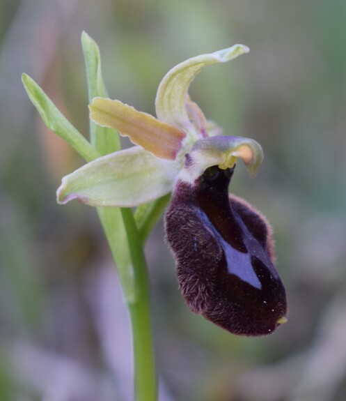 Ophrys benacensis  Ophrys sphegodes nell''incanto di Montisola