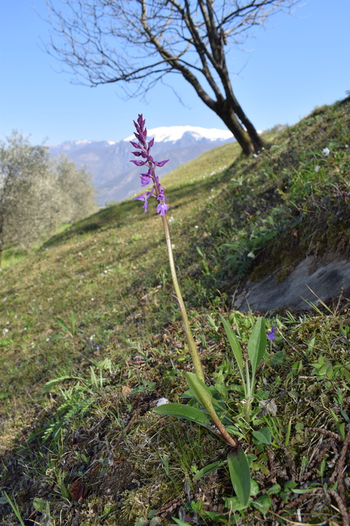 Ophrys benacensis  Ophrys sphegodes nell''incanto di Montisola