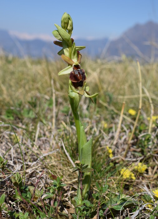 Ophrys benacensis  Ophrys sphegodes nell''incanto di Montisola