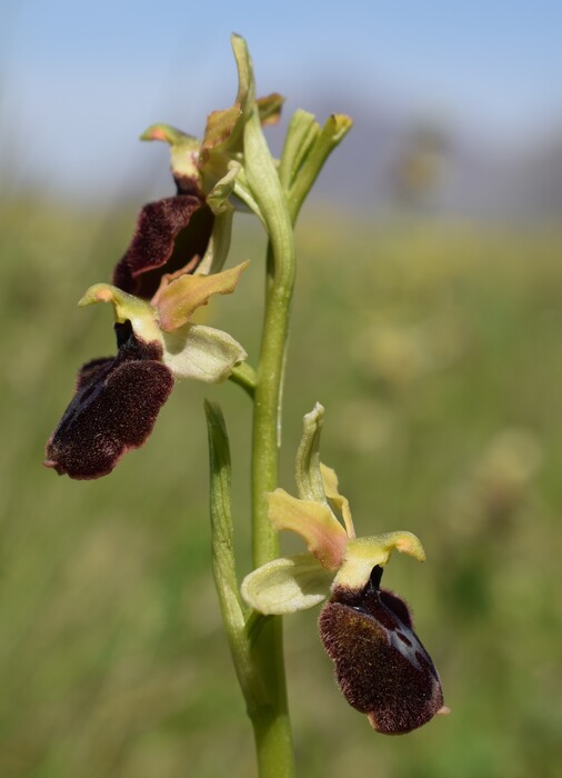 Ophrys benacensis  Ophrys sphegodes nell''incanto di Montisola