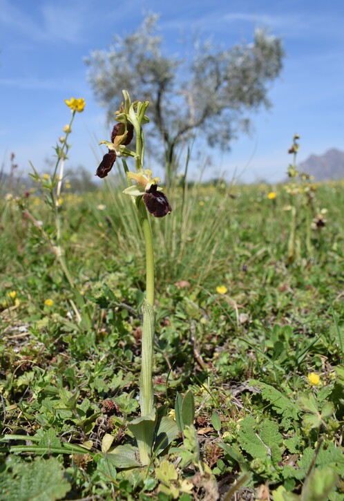 Ophrys benacensis  Ophrys sphegodes nell''incanto di Montisola