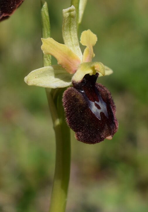 Ophrys benacensis  Ophrys sphegodes nell''incanto di Montisola