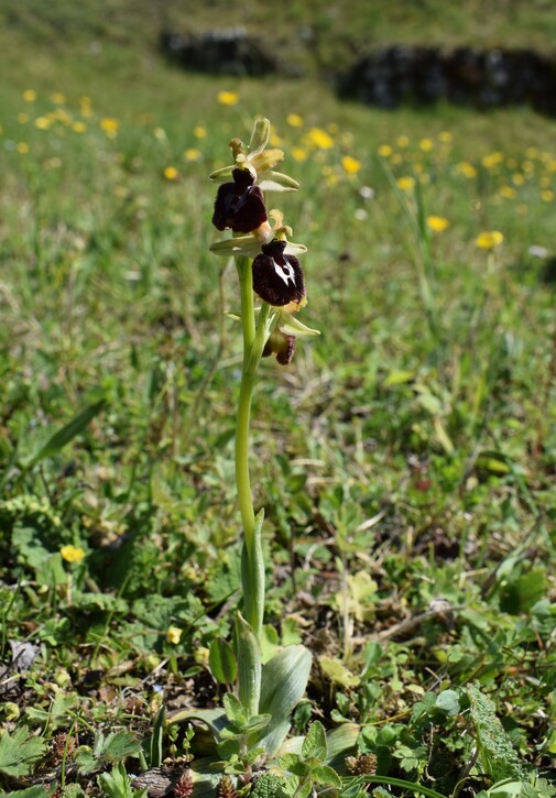 Ophrys benacensis  Ophrys sphegodes nell''incanto di Montisola