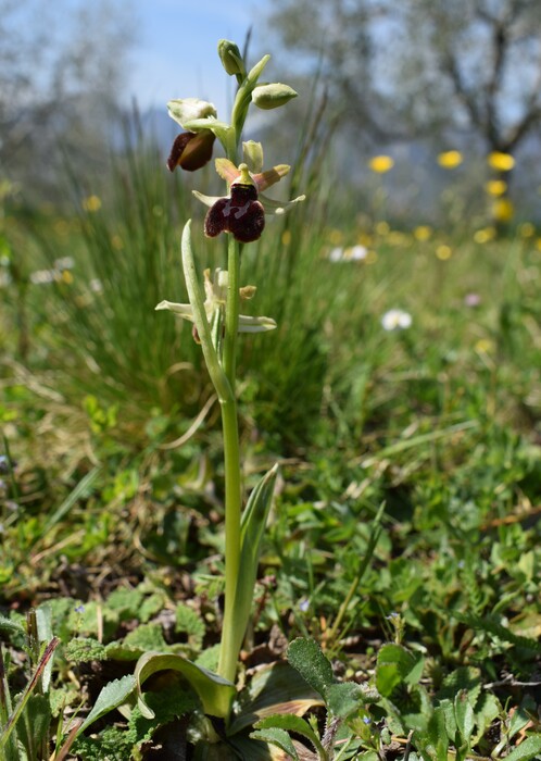 Ophrys benacensis  Ophrys sphegodes nell''incanto di Montisola