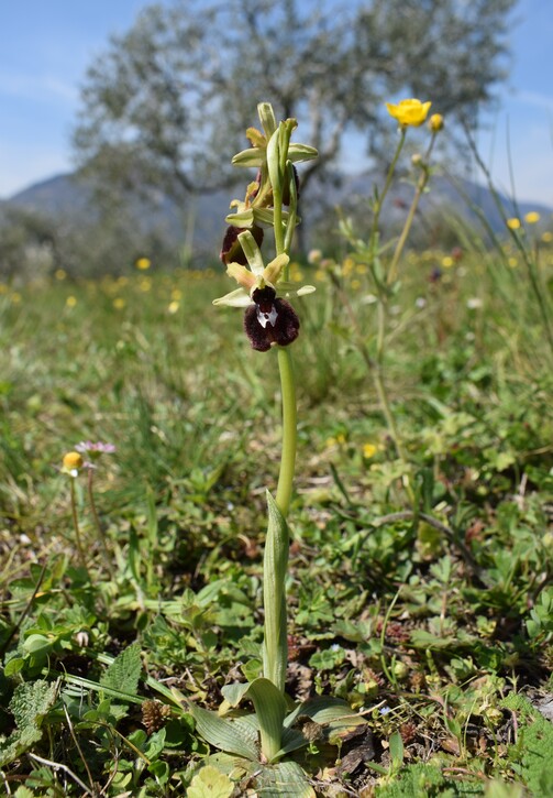 Ophrys benacensis  Ophrys sphegodes nell''incanto di Montisola