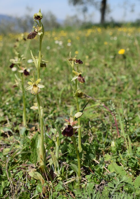 Ophrys benacensis  Ophrys sphegodes nell''incanto di Montisola