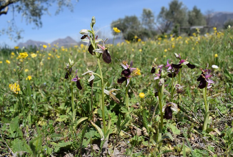 Ophrys benacensis  Ophrys sphegodes nell''incanto di Montisola