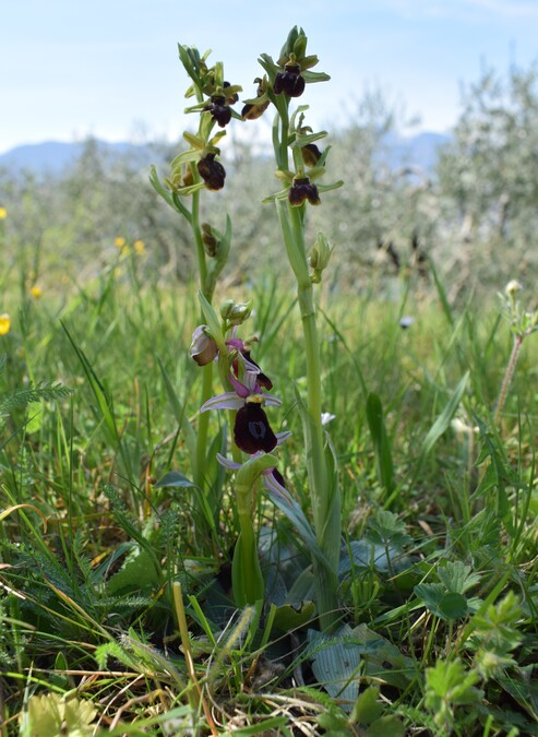 Ophrys benacensis  Ophrys sphegodes nell''incanto di Montisola