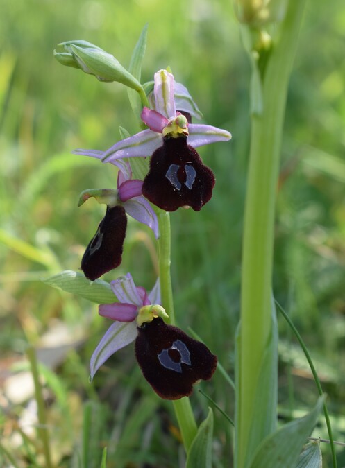 Ophrys benacensis  Ophrys sphegodes nell''incanto di Montisola