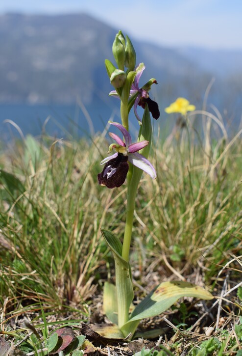 Ophrys benacensis  Ophrys sphegodes nell''incanto di Montisola