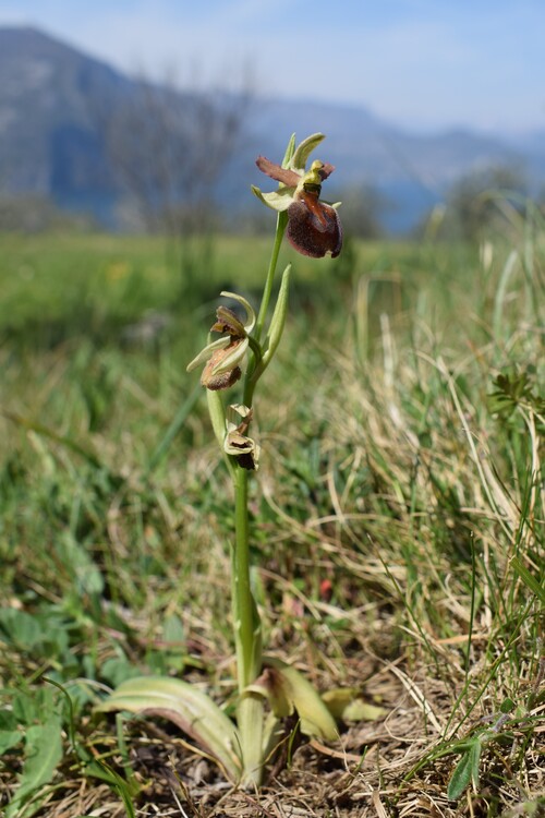 Ophrys benacensis  Ophrys sphegodes nell''incanto di Montisola