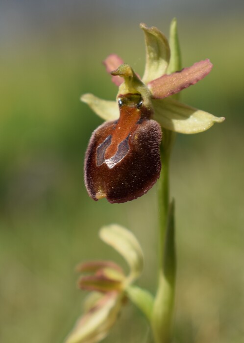 Ophrys benacensis  Ophrys sphegodes nell''incanto di Montisola