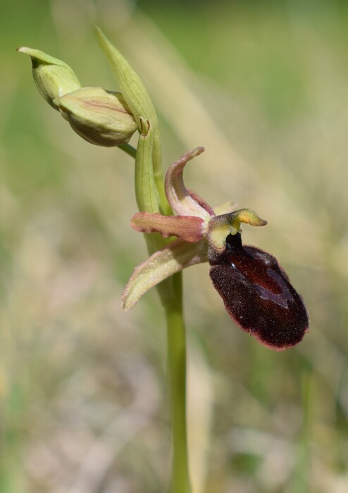 Ophrys benacensis  Ophrys sphegodes nell''incanto di Montisola