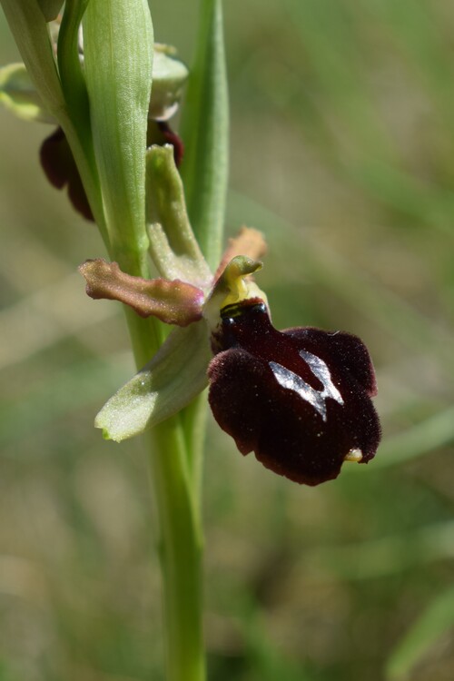 Ophrys benacensis  Ophrys sphegodes nell''incanto di Montisola