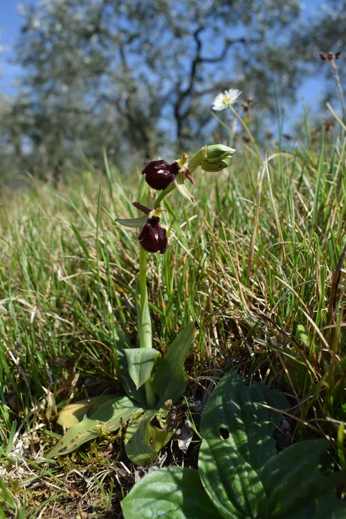 Ophrys benacensis  Ophrys sphegodes nell''incanto di Montisola